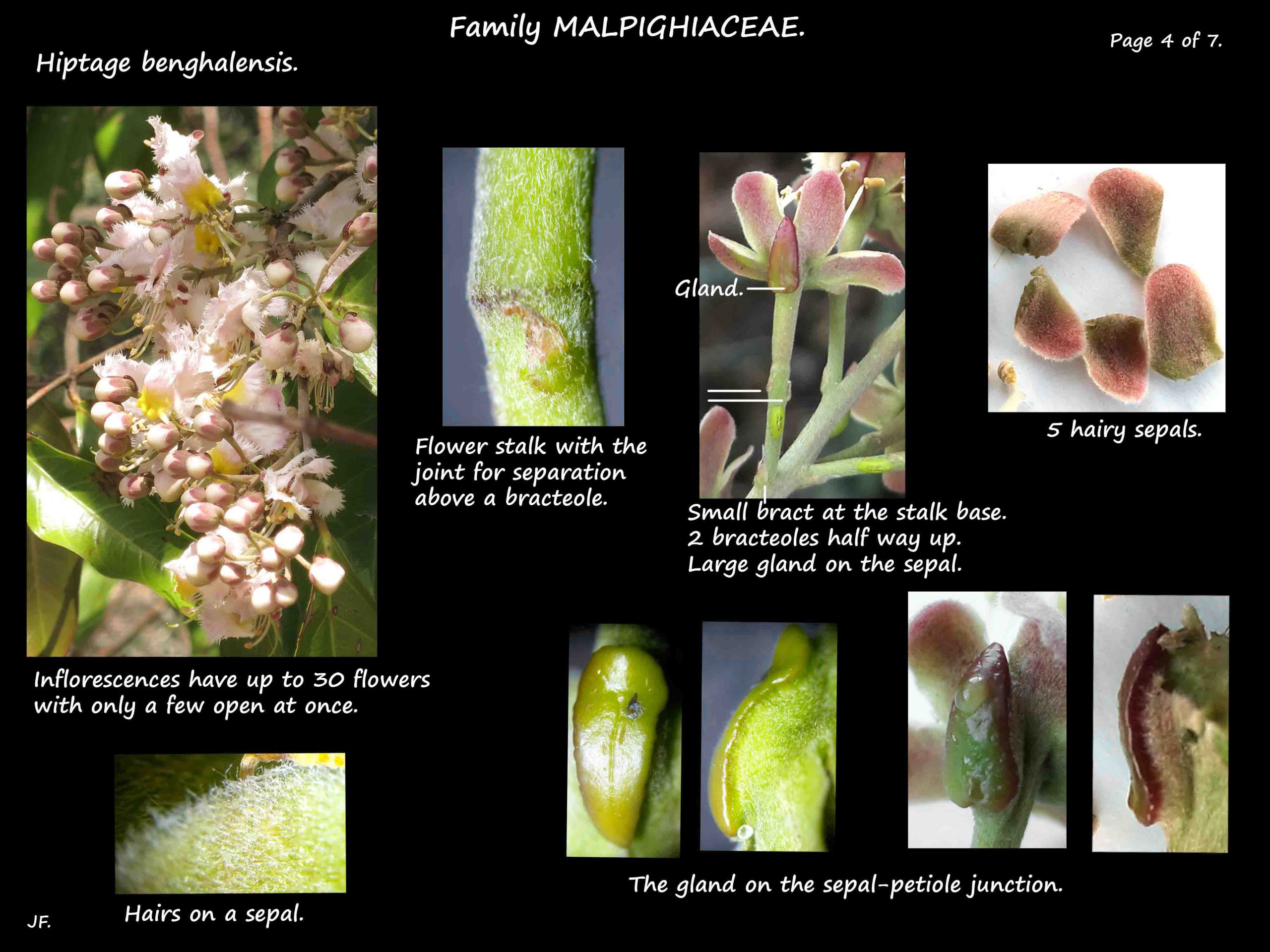 4 Hiptage benghalensis inflorescences